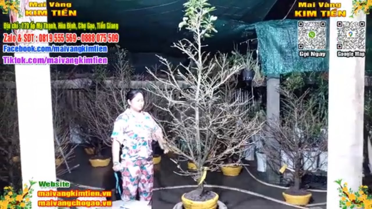 Phôi Mai Thủ Đức Giá Rẻ Bao Ship Bao Sống Toàn Quốc - Mai Vàng Kim Tiền Chợ Gạo