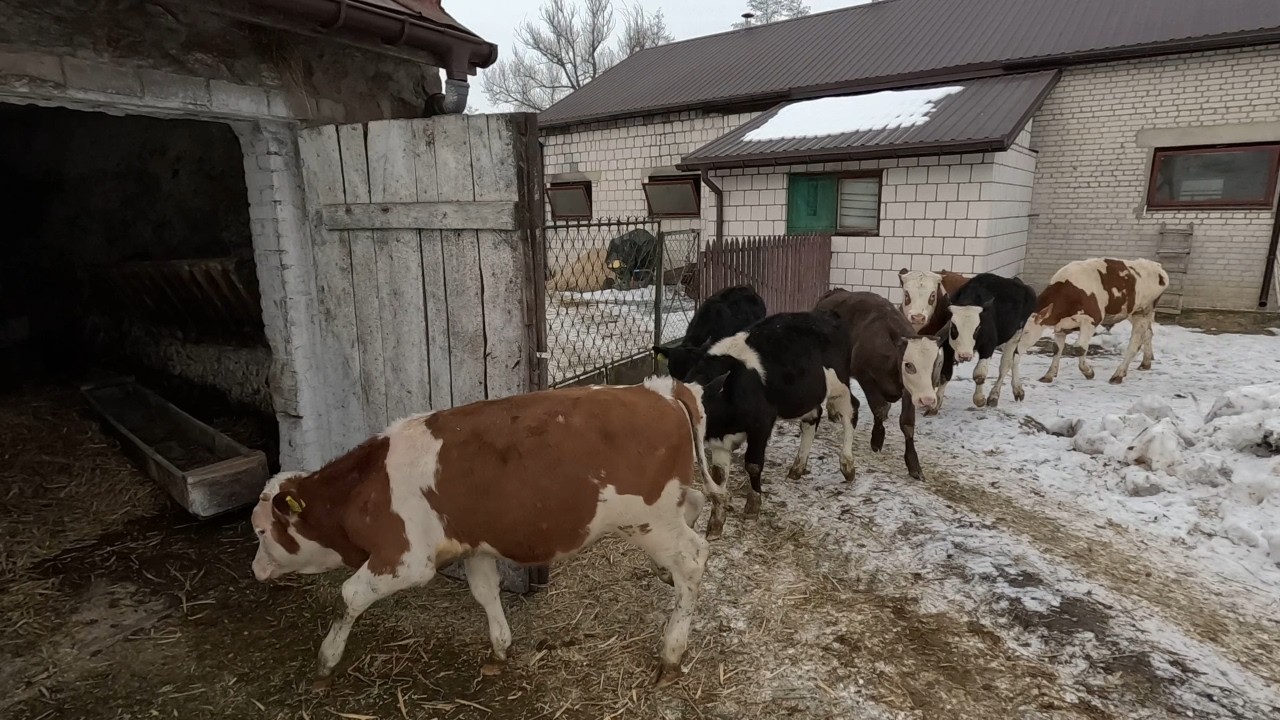 #352 Przepędzanie Byczków I Usuwanie Obornika || Jak Wyglądają Pierwsze Wolce ???