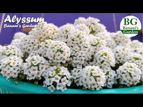 Video: How To Grow Alissum - An Unpretentious Honey Annual