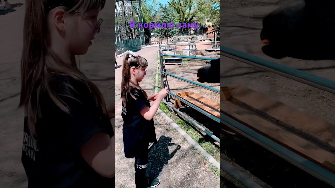 Моя давняя подружка - Лама💞 