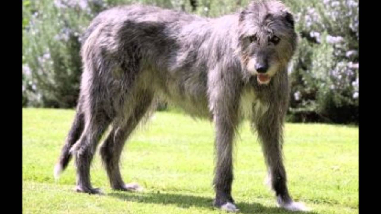 wolfhound irlandes