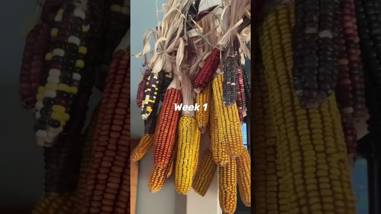 Living off the Land: Week 12! 