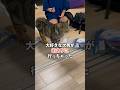 大好きな次男が泊まりに行ってしまった #猫