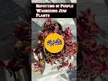 Repotting Purple Wandering Jew plants| grow from cuttings #gardening #trending #shorts #shortvideo
