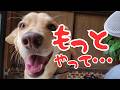 ブラッシングされるの結構好きなんです