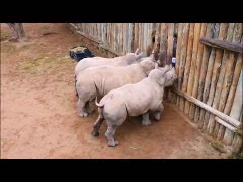 Baby Rhinos Cry When Their Milk Runs Out!