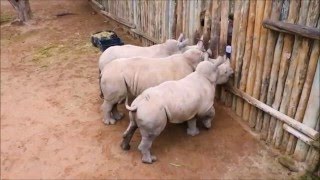 Baby Rhinos Cry When Their Milk Runs Out!