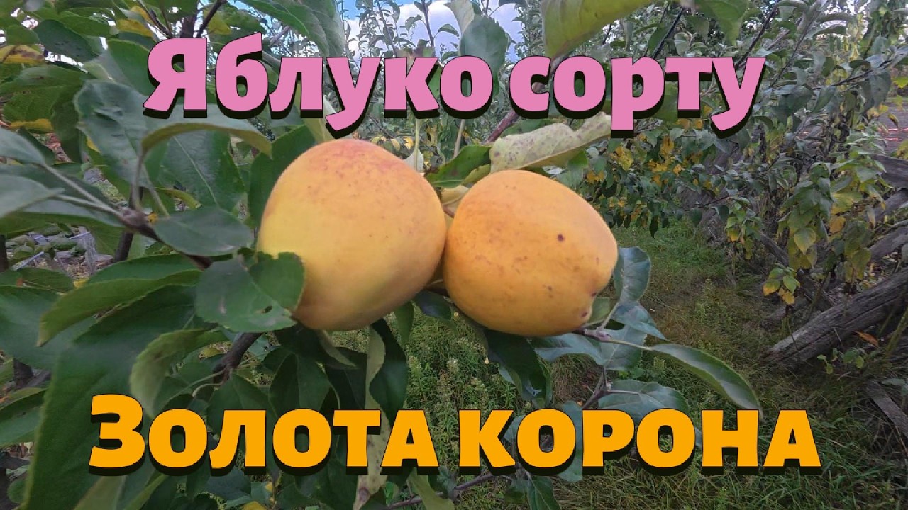 Огляд яблука сорту ЗОЛОТА КОРОНА
