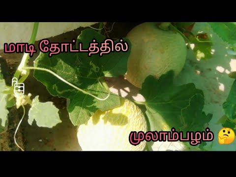 மாடி தோட்டத்தில் முலாம்பழம் | முலாம்பழம் ஜுஸ் | Muskmelon in Maadi Thottam | MulamPalam | juice