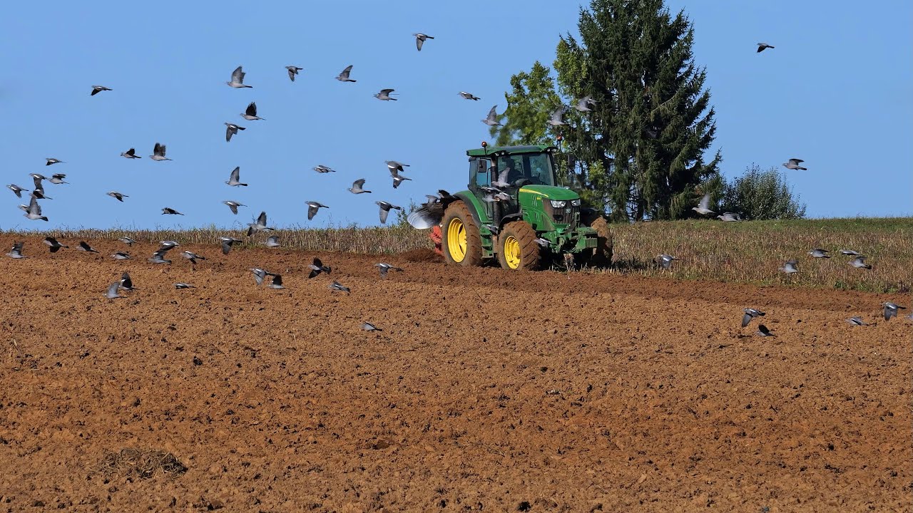 La grande migration des pigeons ramiers en Franche Comté octobre 2022