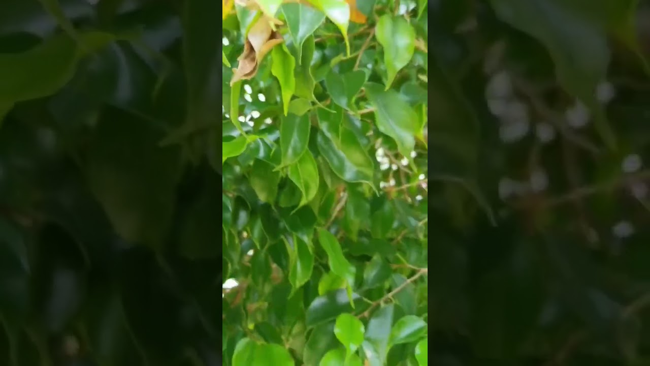 #kaise koi le jayega ye hai teri kamai # Pagdi sambhal ......🤗!!प्राकृतिक वातावरण🌲🥀🌷🥑🍓🍇🌹🤗