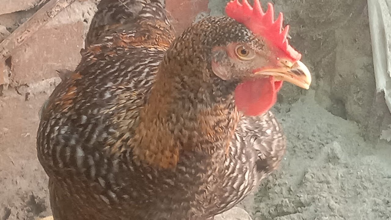 Kroiler bird kya egg hach karti hai jane... YouTube