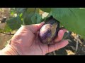 ブロッコリー定植苗悩み ナス傷だらけ褐色腐敗病草だらけ まあしょうがないのよ改善して勉強して成長してやれることやるだけよ