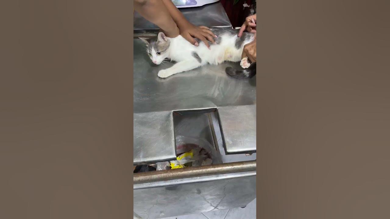 what-does-vet-do-cat-funny-minicat-cutemini-animals-youtube