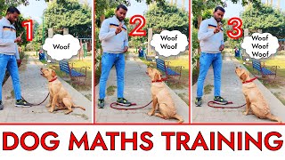 Labrador Puppy Learning and Performing Math's Counting | Dog Showing Math's Skills by SMART DOG TRAINING 8,863 views 1 year ago 3 minutes, 49 seconds