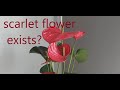 The scarlet flower