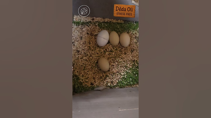 24 týdnů – slepičí plná snáška! 🥚🐔 XXL vajíčka i první dvoužloutky!