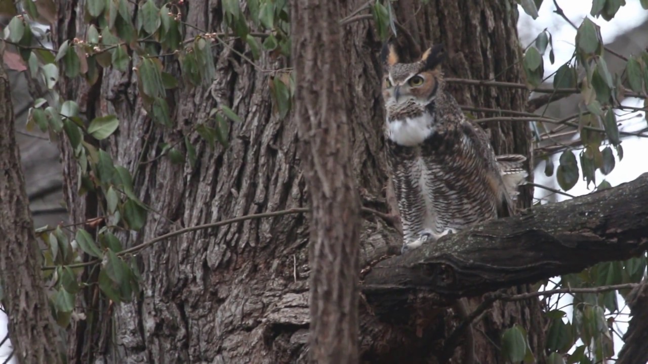 Great Horned Owls Duet, January 11, 2017, Forest Park, St. Louis, MO, USA YouTube