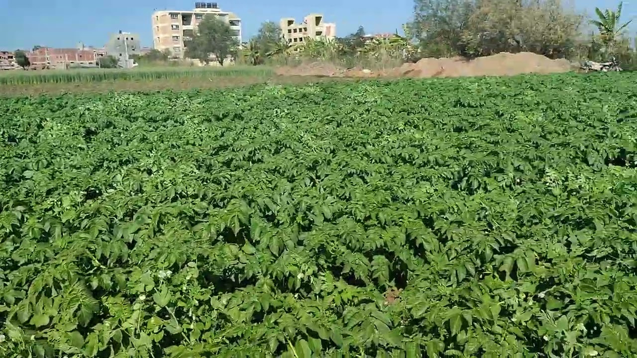 رش نترات البوتاسيوم البطاطس عمر 90 يوم مهم جدا للتحجيم