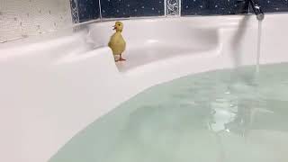 الحمام الاول لصغار البط المضحكه