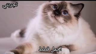 قطط جميلة جدا سبحان الخالق/اجمل قطط صغيرة/قطط مضحكة جدا