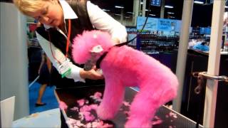 Groomer Renegade Chris Pawlosky get's it done on a Pink Poodle.wmv