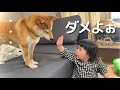 靴下狙う柴犬に「ダメよぉ〜」と注意する1歳児