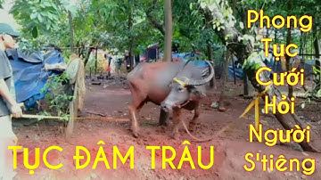 TỤC ĐÂM TRÂU [Phong Tục Cưới Xin Người S