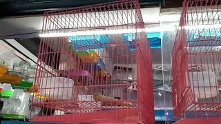 Birds and Cages at Cheapest rate|| Baby Cocktail by THE MMS VLOGS 19,712 views 3 years ago 6 minutes, 2 seconds