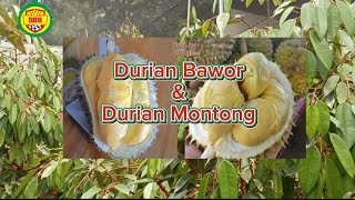 SERUPA TAPI TAK SAMA : DURIAN BAWOR DAN DURIAN MONTONG