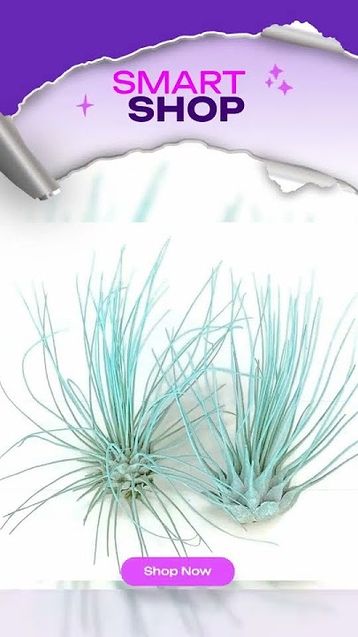 Thin Air Plant, Guatemala Tillandsia Live Airplant, Healthy Arrival Guaranteed, Great Indoor Plan...