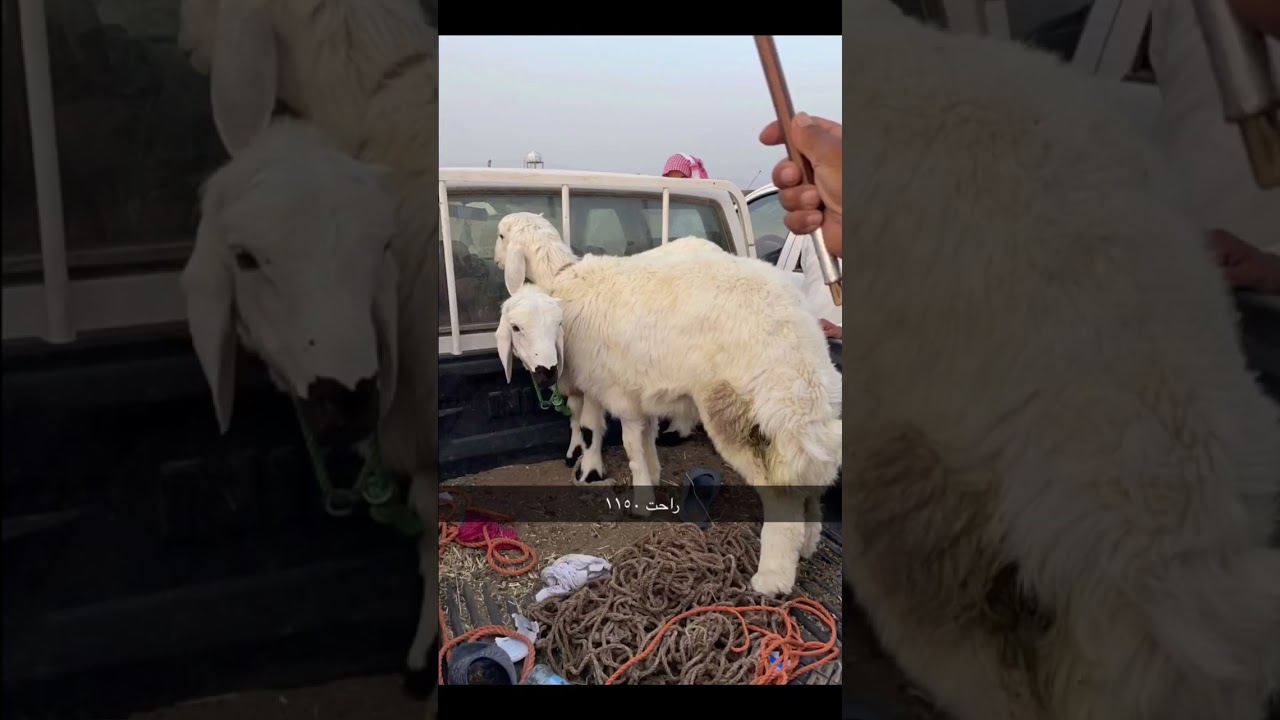 ‎تغطية سوق الحجاز : بالسويرقية يوم :الاربعاء : 1442/11/6