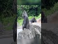 #gorilla #wildlifeentertainment #viral #animals #zoo #cute #wildliferescue