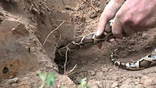 Shocking Giant Python Pulled From Underground Hole 😱 | Real Snake Rescue Caught on Camera