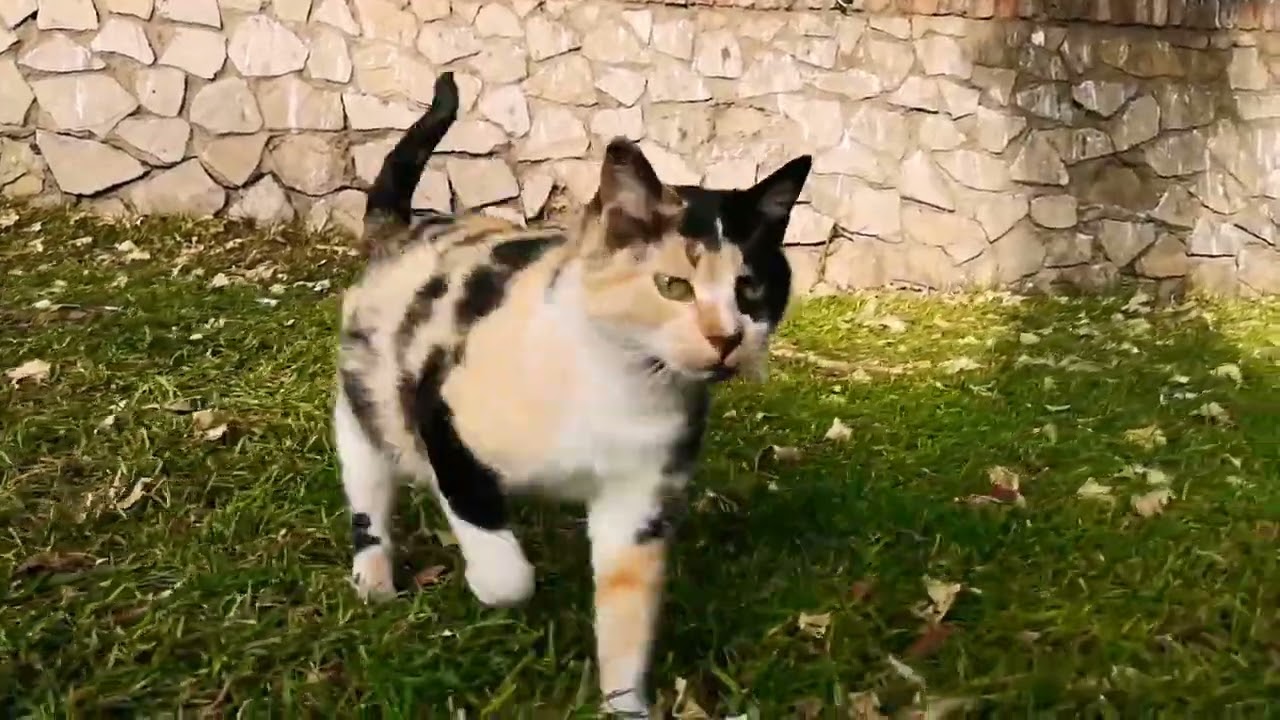 جولة في مدينة تطوان الحمامة البيضاء 🕊️ على انغام اوركيسترا عربية 🎶