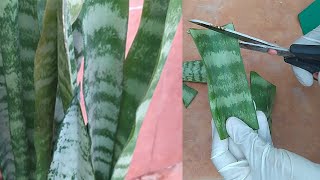 طريقة إكثار نبات جلد النمر/ sansevieria plant