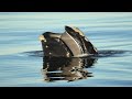 Amazing Drone Footage of a North Atlantic Right Whale Tagged off the Coast of VA