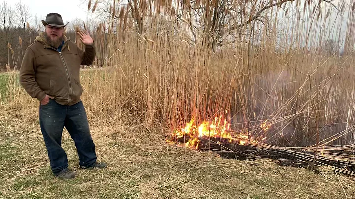 Doing a Controlled Burn on Invasive Phragmites (Ornamental Grass)