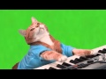 Make Your Own Keyboard Cat - Green Screen
