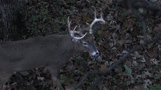 GREAT RUT STANDS - Hunting Thermal Hubs