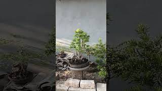 KOLEKSI BONSAI SAMPING RUMAH shotrs