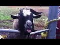 Top 5 Funny Goat Make Noise 