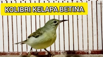 Burung Kolibri Kelapa Betina gacor Memanggil Jantan@faxxybird