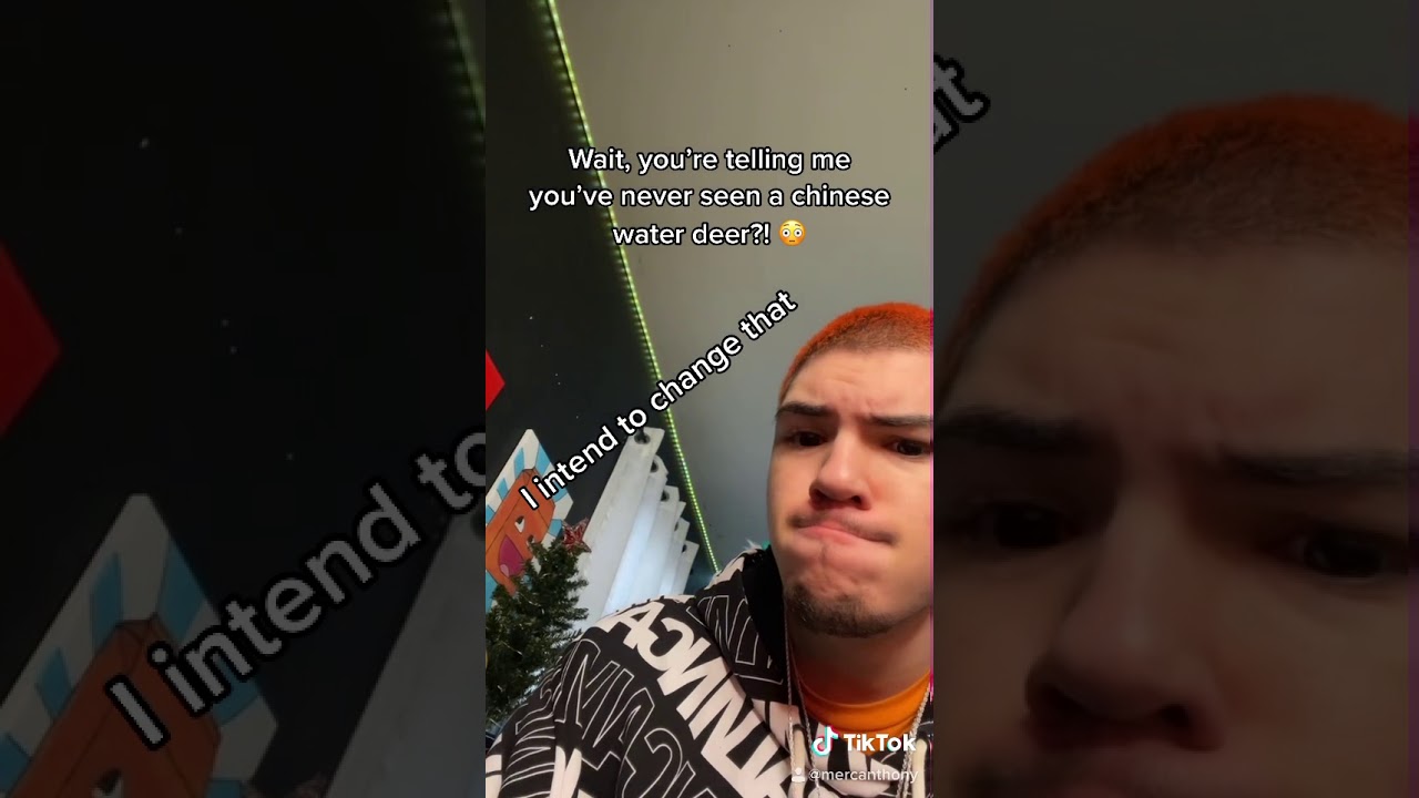 You’ve never seen a Chinese Water Deer?! 😳