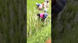 இயற்கை விவசாயம் #ஷார்ட்ஸ் #farmer#ytshorts#shortsfeed#trendingshorts#viralvideoshorts#agriculture