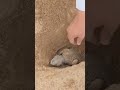 Watch The Compassion Of A Young Saudi Man Towards A Lizard Trapped By The Rain 