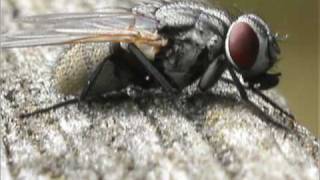 TheFly.mpg