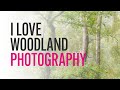 How I photograph woodlands // Tree Photography in the Lake District