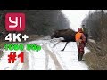 YI 4K+. #1. Загонная охота на лося, кабана и косулю. 15 декабря 2018г.