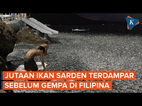 Jutaan Ikan Sarden Terdampar 2 Hari Sebelum Gempa M 6,7 di Filipina, Sinyal Bencana?